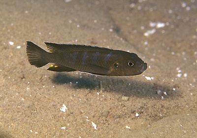 Cynotilapia sp. 'elongatus chitimba' Chitimba Bay Deep